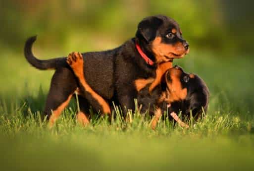Puppy's First Vet Visit puppy and Kitten Care