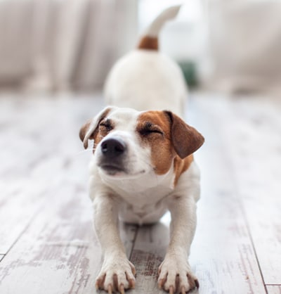 pet wellness clinic pet preventive care for pets dog wellness exam cat preventive care