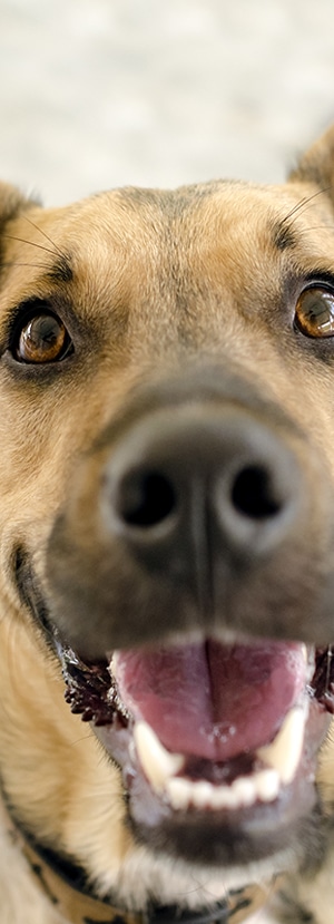 pet dental pet dentistry pet dental services pet dental cleaning dog and cat tooth extraction