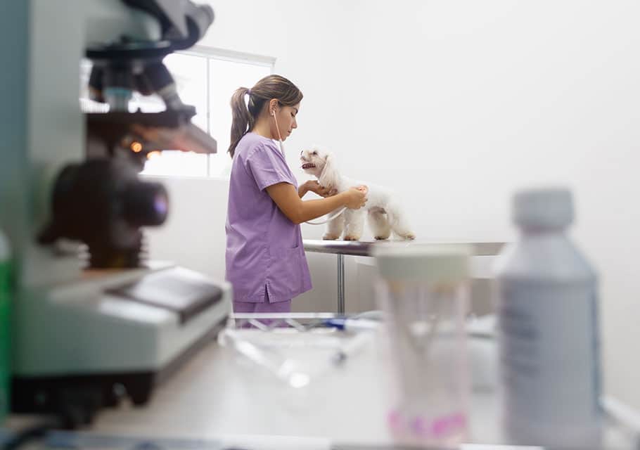 A vet in lavender scrubs examines a small white dog on an examination table in a clinical setting. A microscope and various medical supplies are visible in the foreground, suggesting the setting is a veterinary office.