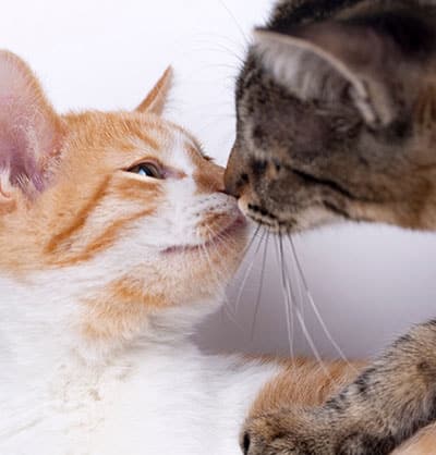 cat spay and neuter cap neuter clinic cat neuter procedure mal cat neuter