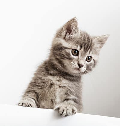 A fluffy gray kitten with dark stripes stands on its hind legs, peeking over a white surface. Its head is slightly tilted, and its ears are perked up, giving it a curious and attentive expression against the plain white background—perfectly embodying the inquisitive nature a veterinarian might encounter.