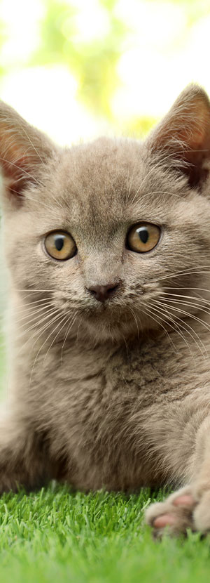 A close-up of a gray kitten with large, curious eyes and slightly pointed ears, lying on a patch of green grass with a blurred, light-colored background, giving a calm and serene effect. The kitten's healthy appearance suggests it just had a thorough check-up from the veterinarian.
