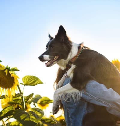 A happy Border Collie is being held in the arms of a person wearing blue jeans, with a backdrop of bright yellow sunflowers under a clear blue sky. The dog has a black and white coat, wearing a colorful patterned collar, and looks like it just received some extra love from its veterinarian.