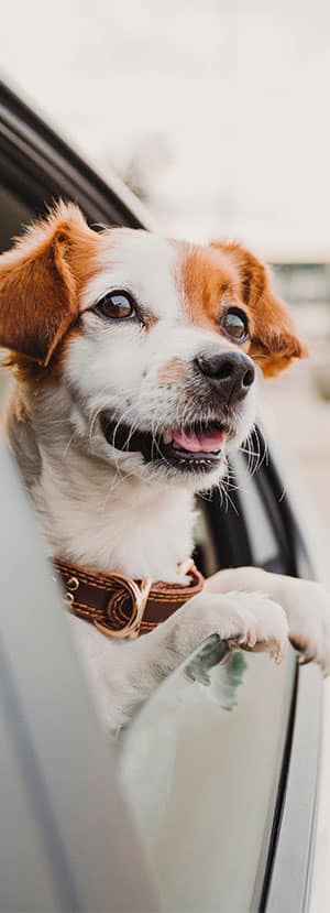 A small white and brown dog with its head out of a car window, looking excitedly outside. The dog, sporting a brown collar from the vet's office, appears to be enjoying the ride with its mouth slightly open and ears perked up.