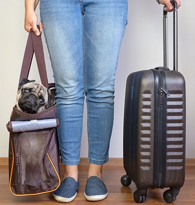 A person in blue jeans and blue shoes is standing on a wooden floor, holding a small dog in a brown pet carrier in one hand and pulling a black rolling suitcase with the other, possibly heading to see the vet. The dog's head is peeking out of the carrier.