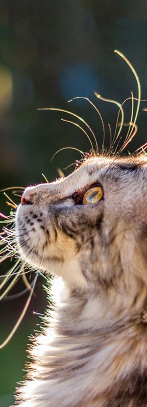 pet hospital vet clinic veterinarian near me veterinary vet near me animal hospital