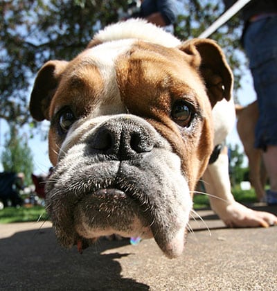 veterinarian in Lake forest CA vet near me pet hospital vet clinic animal hospital veterinary