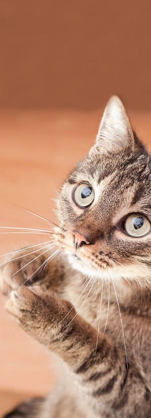 veterinarian in Lake forest CA vet near me pet hospital vet clinic animal hospital veterinary