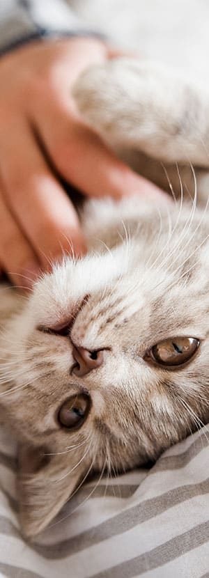 veterinarian in Lake forest CA vet near me pet hospital vet clinic animal hospital veterinary