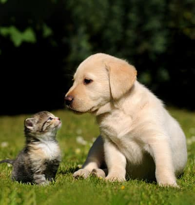 veterinarian near Great Park Irvine, CA veterinary near me pet hospital vet clinic animal hospital