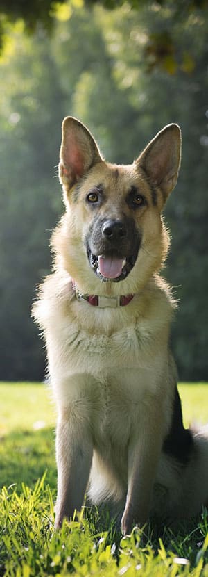 Affordable Vet Clinic in Lake Forest, CA. affordable veterinarian