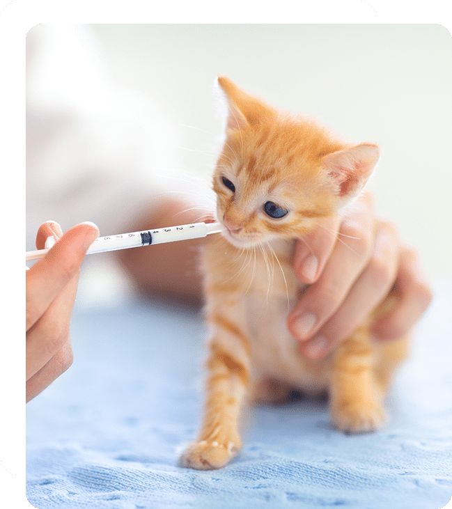 Affordable Vet Clinic in Lake Forest, CA. affordable veterinarian