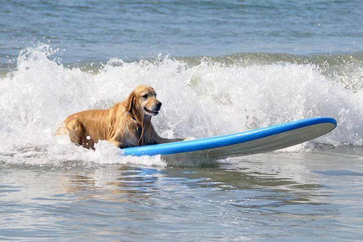 Dana Point Dog Fun Zones