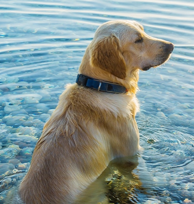 dog beach orange county dog parks in orange county dog friendly beaches orange county dog friendly places orange county