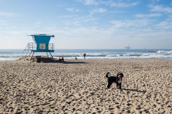 Huntington Dog Beach, Huntington Beach