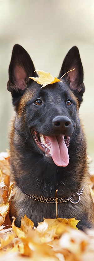 dog parks in orange county dog beach orange county dog friendly beaches orange county dog friendly places orange county