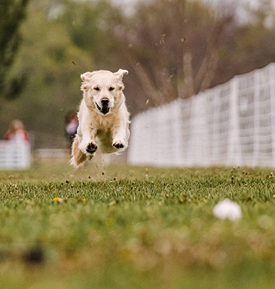 dog parks in orange county dog beach orange county dog friendly beaches orange county dog friendly places orange county