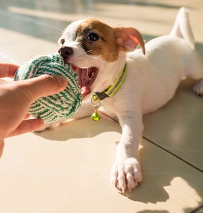 vet veterinarian near Mission Viejo, CA veterinary near me pet hospital vet clinic animal hospital