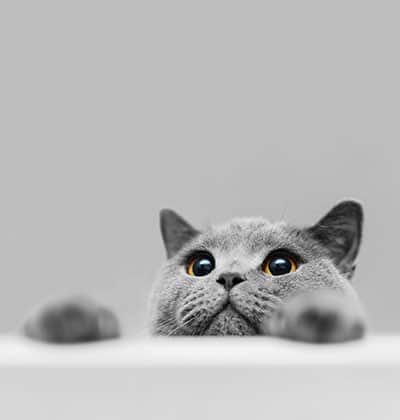 vet veterinarian near Mission Viejo, CA veterinary near me pet hospital vet clinic animal hospital