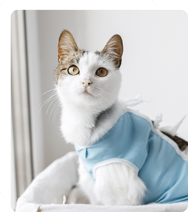 vet veterinarian near Mission Viejo, CA veterinary near me pet hospital vet clinic animal hospital