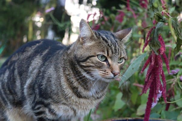 Curated visual reference: Visual Reference: Feline Leukemia