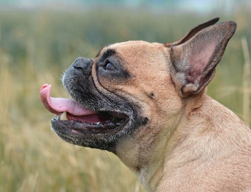 Is Pancreatitis Fatal in Dogs?