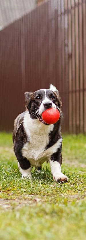 A black and white dog runs on the grass, holding a red ball in its mouth. A fence in the background suggests the dog is in an enclosed yard or park, having a great time after a check-up with the veterinarian.