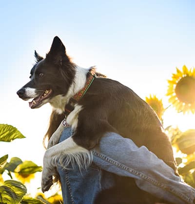 Pancreatitis in Dogs what causes pancreatitis in dogs how to treat symptoms