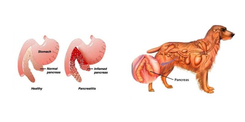Photo inspiration: Picture Idea: Pancreatitis In Dogs