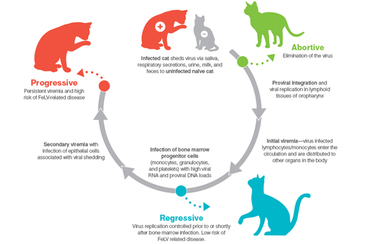 feline leukemia symptoms cat skin sores, contagious nature feline leukemia virus, signs of infection, feline leukemia vaccine.