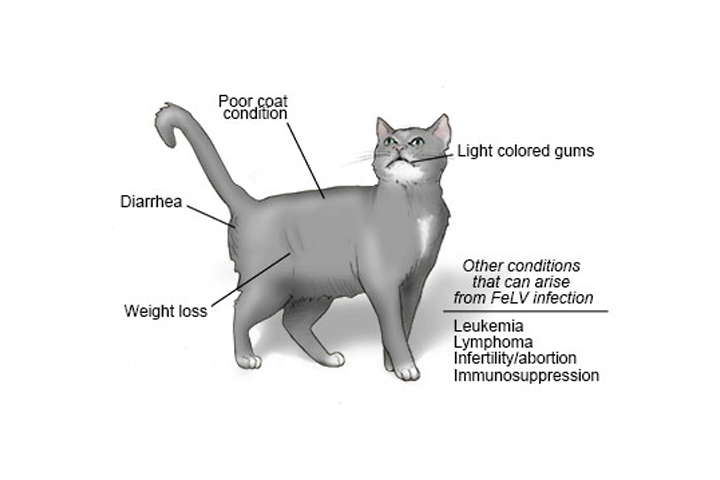 feline leukemia symptoms cat skin sores, contagious nature feline leukemia virus, signs of infection, feline leukemia vaccine.