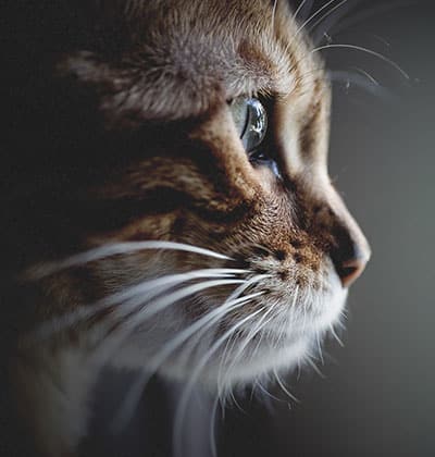 Close-up of a cat's face in profile, capturing its intense gaze. The image highlights the intricate details of the cat's fur, whiskers, and the light reflecting in its eye, set against a dark, blurred background—a perfect portrait for any veterinarian showcasing feline beauty.