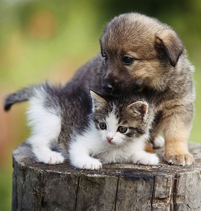 Affordable Vet Clinic in Ladera Ranch, CA. affordable veterinarian