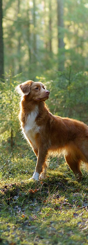 Affordable Vet Clinic in Ladera Ranch, CA. affordable veterinarian