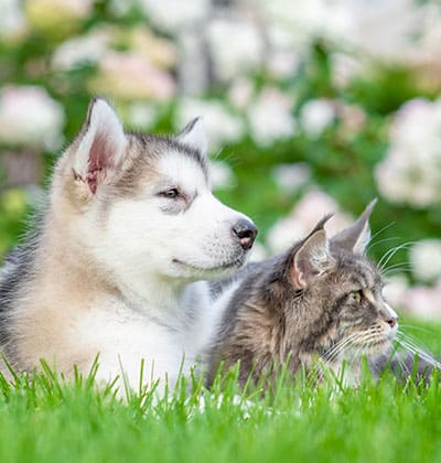 Affordable Vet Clinic in Ladera Ranch, CA. affordable veterinarian