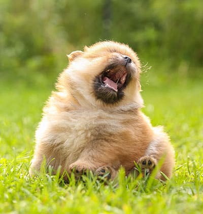 Affordable Vet Clinic in Laguna Woods, CA. affordable veterinarian