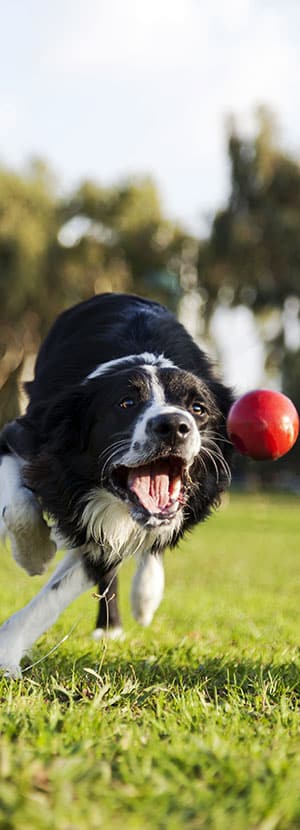 Affordable Vet Clinic in Laguna Woods, CA. affordable veterinarian