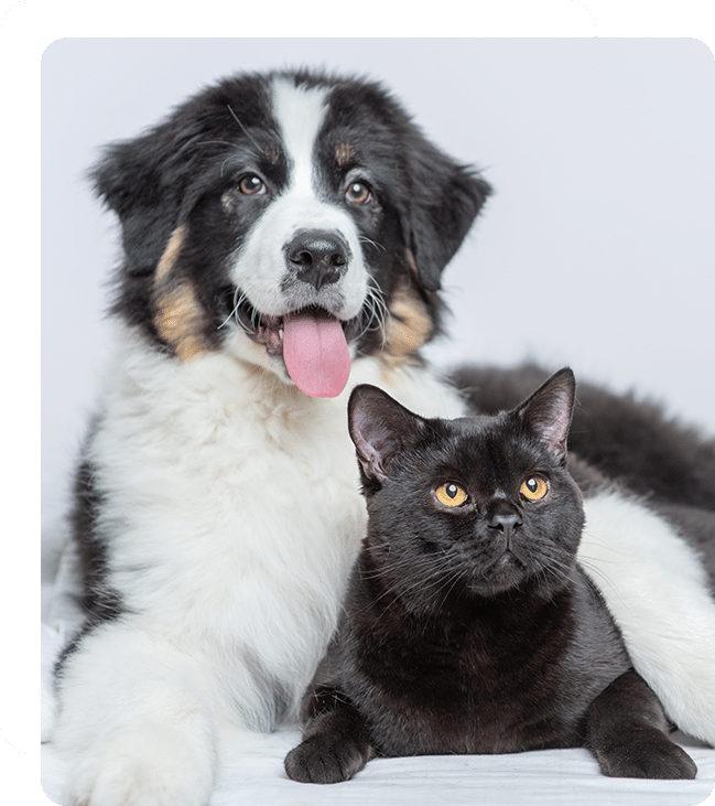 Affordable Vet Clinic in Laguna Woods, CA. affordable veterinarian
