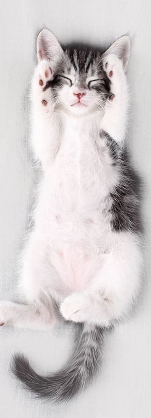 Affordable Vet Clinic in Laguna Woods, CA. affordable veterinarian