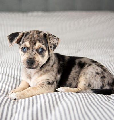 A small puppy with a merle coat pattern, featuring a mix of black, grey, and white fur, lies on a striped bedspread. The puppy has dark eyes and floppy ears. It is looking towards the camera with a calm and curious expression, perfect for its first visit to the veterinarian.