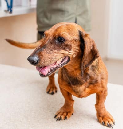 Affordable Vet Clinic in Mission Viejo, CA. affordable veterinarian