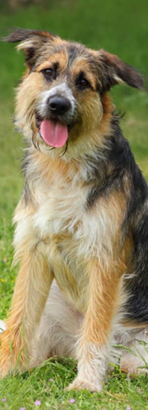 Affordable Vet Clinic in Mission Viejo, CA. affordable veterinarian