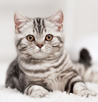 Cat Spay and Neuter near Mission Viejo, CA veterinary clinic Cat spay and neuter vet clinic male and female surgical pet procedure