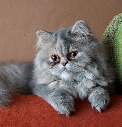 Cat Spay and Neuter near Mission Viejo, CA veterinary clinic Cat spay and neuter vet clinic male and female surgical pet procedure