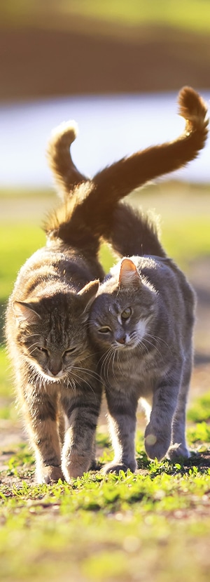 Cat Spay and Neuter near Mission Viejo, CA veterinary clinic Cat spay and neuter vet clinic male and female surgical pet procedure