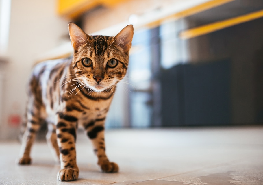 Cat Spay and Neuter near Mission Viejo, CA veterinary clinic Cat spay and neuter vet clinic male and female surgical pet procedure