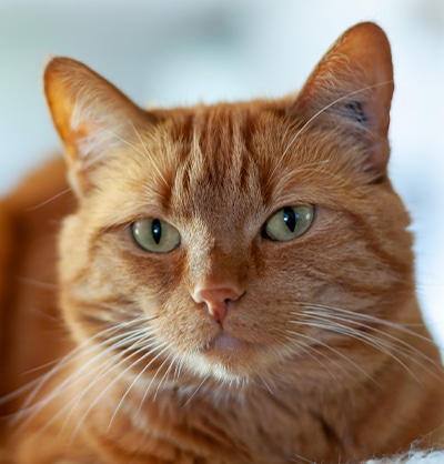 Cat Spay and Neuter near Mission Viejo, CA veterinary clinic Cat spay and neuter vet clinic male and female surgical pet procedure