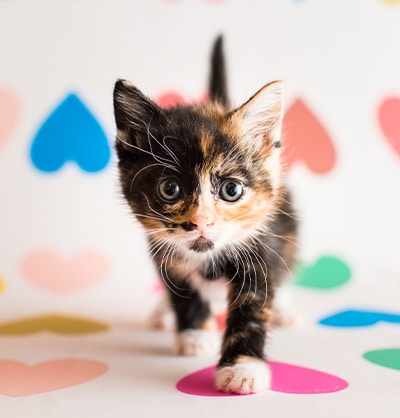 Cat Spay and Neuter near Mission Viejo, CA veterinary clinic Cat spay and neuter vet clinic male and female surgical pet procedure