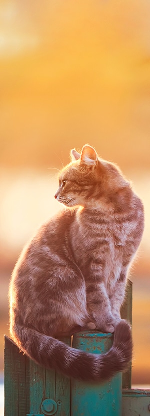 Cat Spay and Neuter near Mission Viejo, CA veterinary clinic Cat spay and neuter vet clinic male and female surgical pet procedure